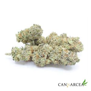 Flores CBD - Moby-Dick