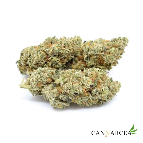 Flores CBD - Orangello