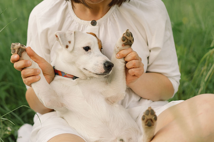 El CBD en Mascotas: Un Enfoque Natural para el Bienestar Animal